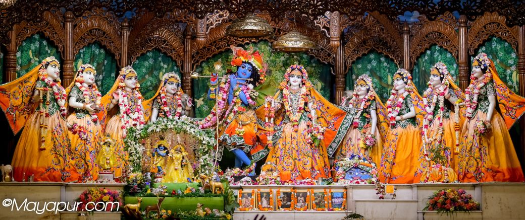 A Gentle Glimpse of Vrindavan in Mayapur: Chandan Yatra!