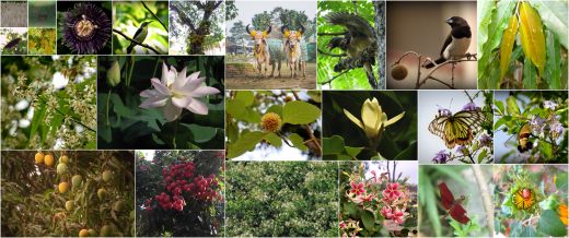 Biodiversity in Bhakti Yoga: A Devotional Offering