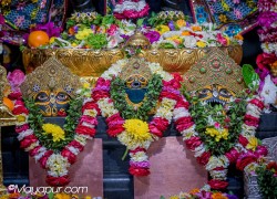 Daily Darshan