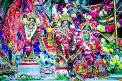Daily Darshan