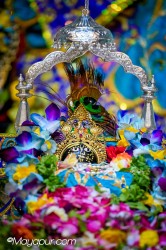 Daily Darshan