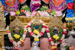 Daily Darshan