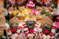 Daily Darshan