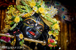 Daily Darshan