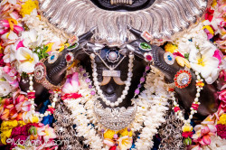 Daily Darshan