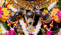 Daily Darshan
