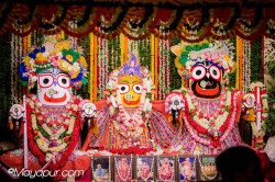 Daily Darshan