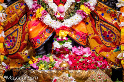 Daily Darshan