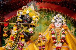 Daily Darshan