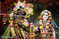 Daily Darshan
