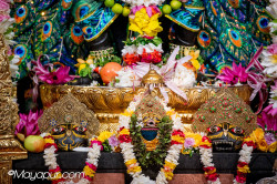 Daily Darshan