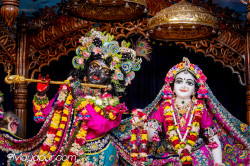 Daily Darshan