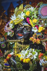 Daily Darshan