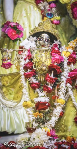 Daily Darshan