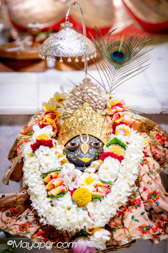 Daily Darshan