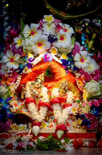 Daily Darshan