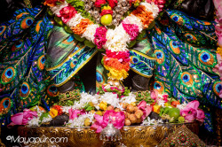 Daily Darshan