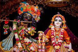Daily Darshan