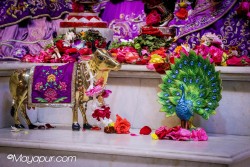 Daily Darshan