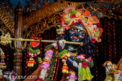 Daily Darshan