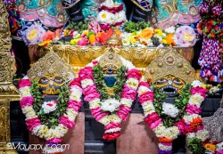 Daily Darshan