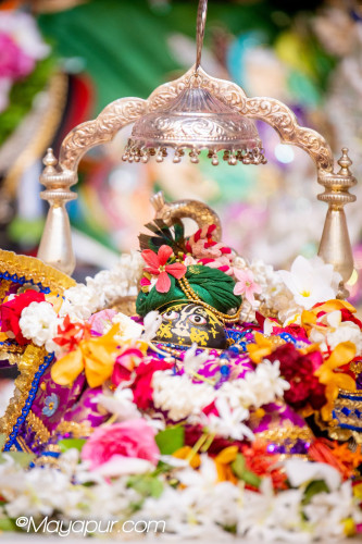 Daily Darshan