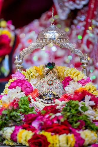Daily Darshan