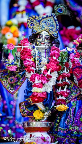 Daily Darshan