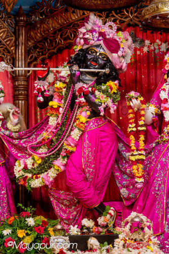 Daily Darshan
