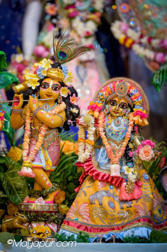 Daily Darshan